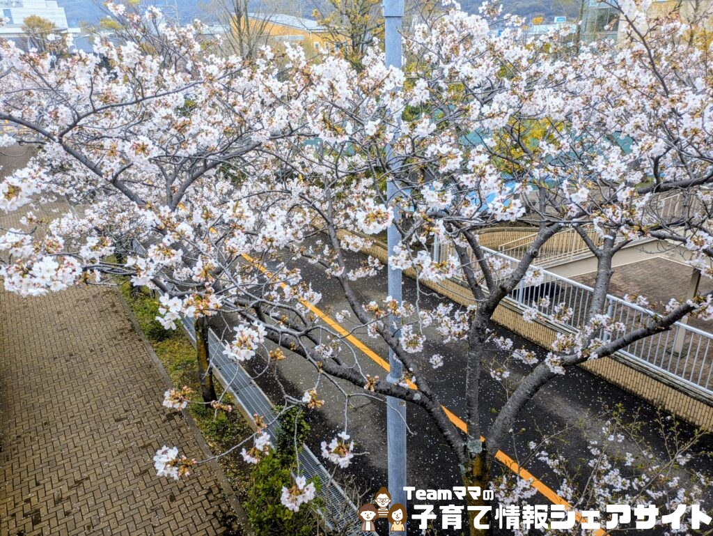 マロニエふれあい公園の桜を上から見た写真