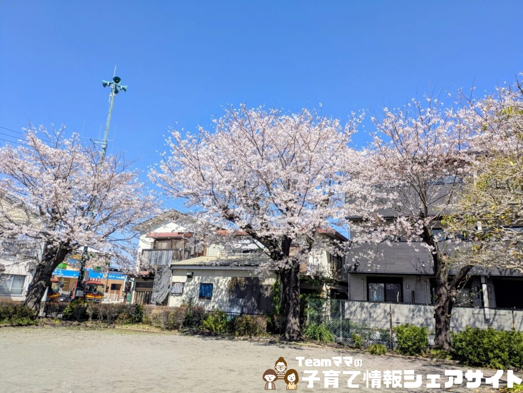 中町第一公園の桜