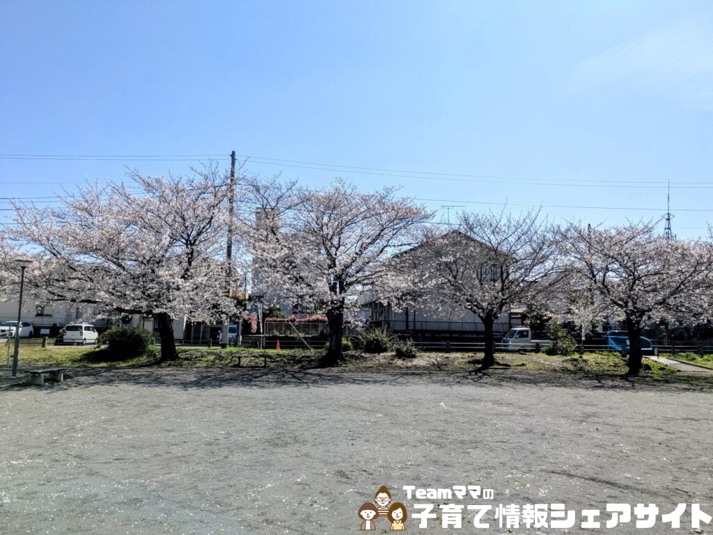 西酒匂大道公園の桜