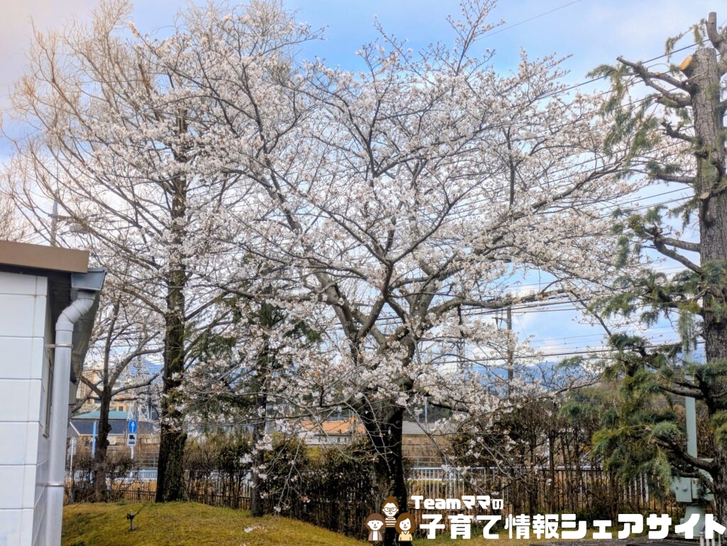 扇町しらさぎ広場の桜