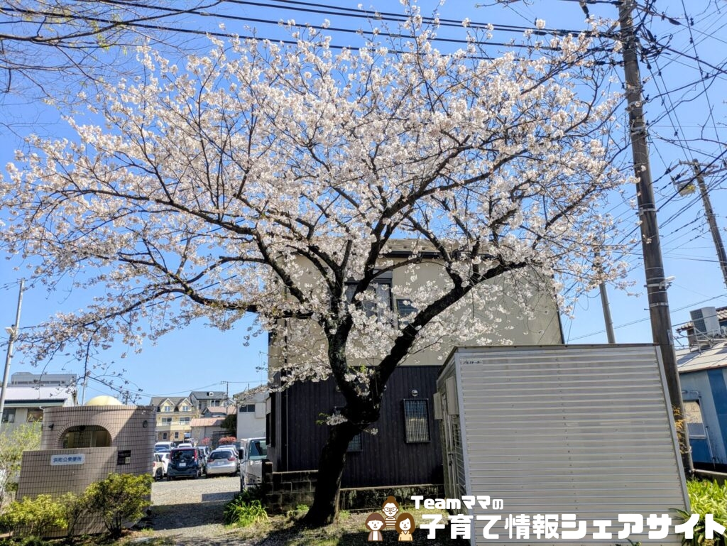 万年公園の大きな桜