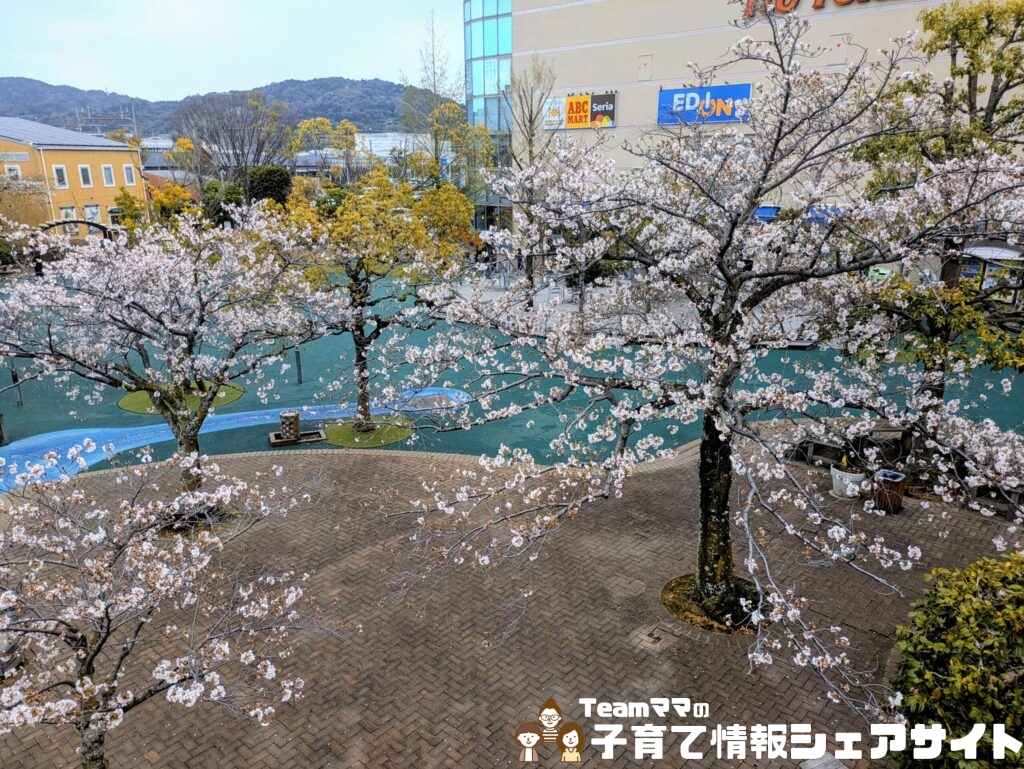 マロニエふれあい公園の桜