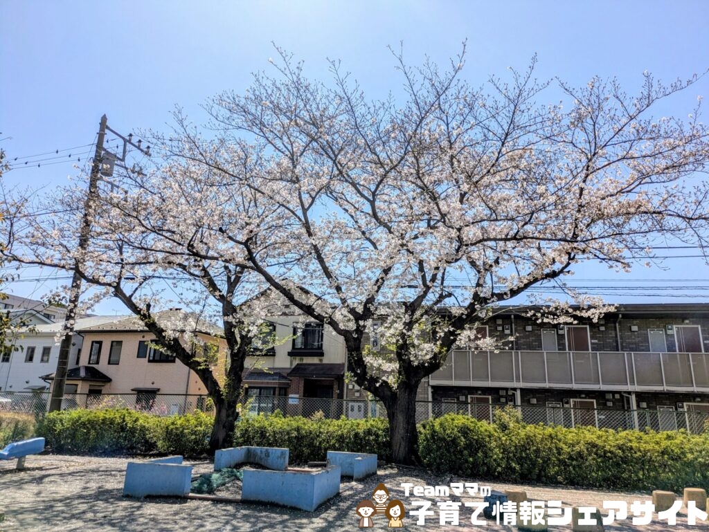 中町第一公園の砂場近くの桜