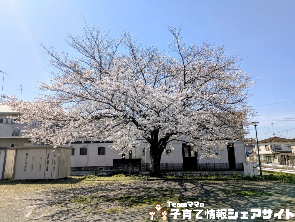 西酒匂大道公園の桜の下でお花見