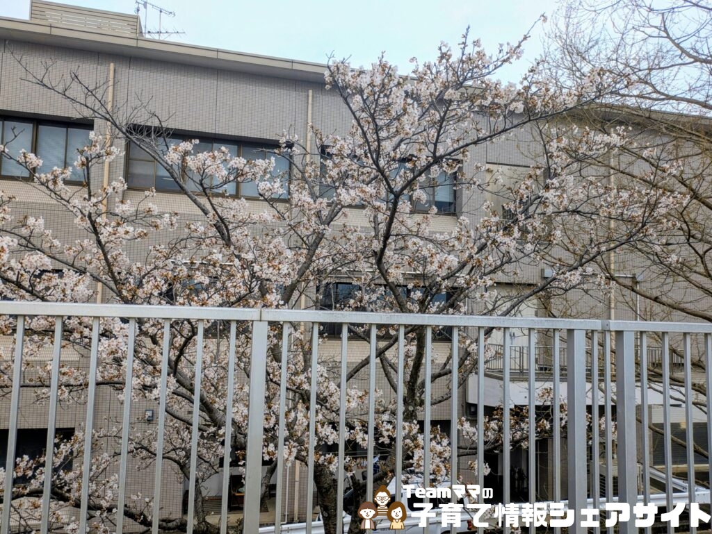 扇町しらさぎ広場から見える桜