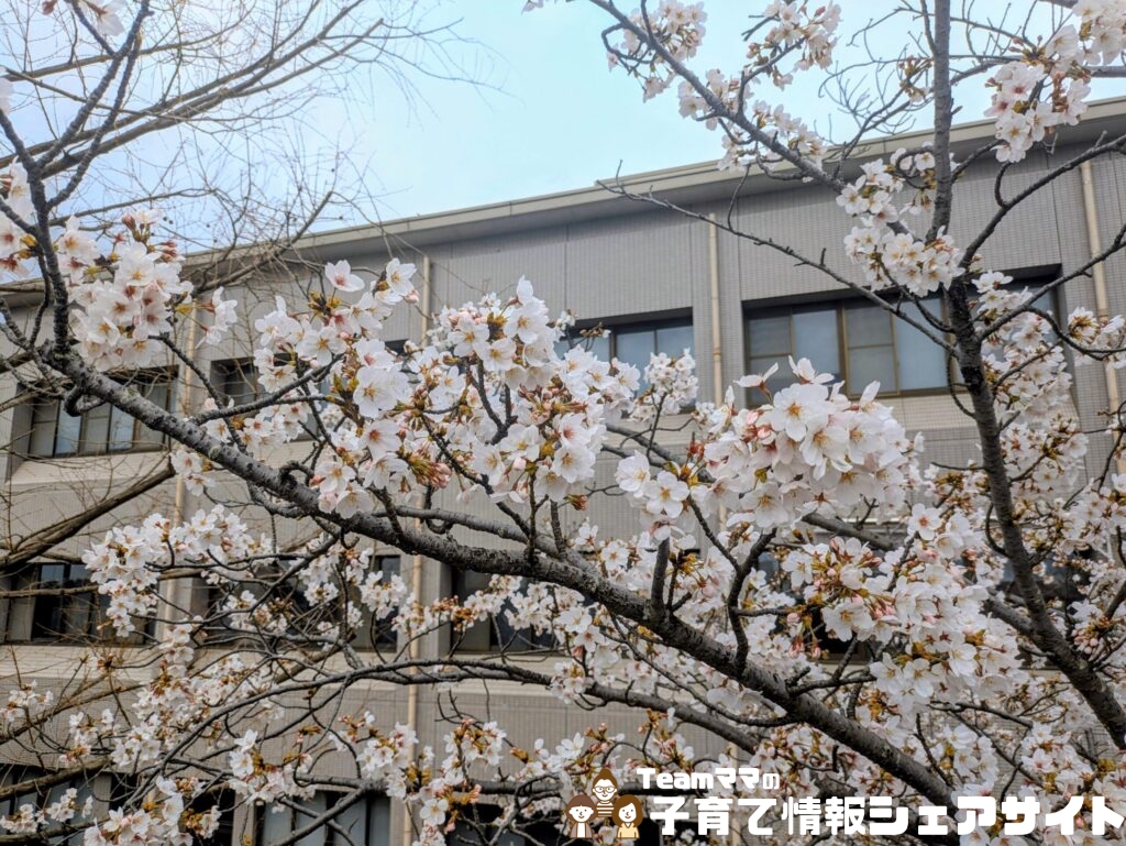 扇町しらさぎ広場から見た桜