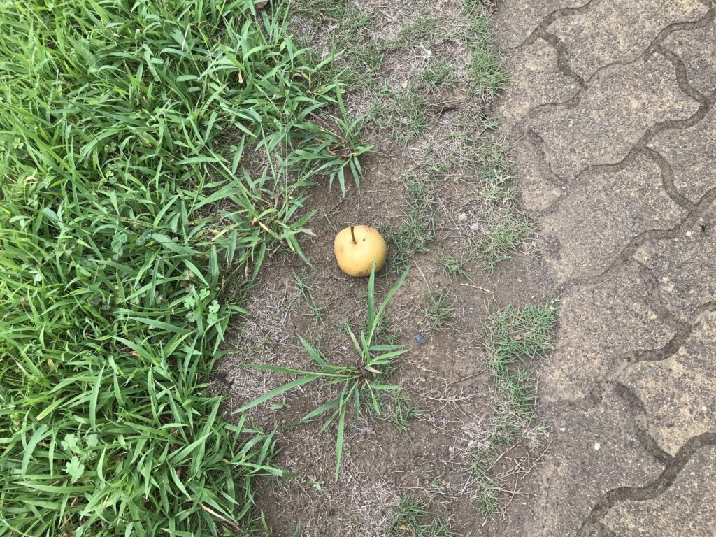 梨の花公園の梨