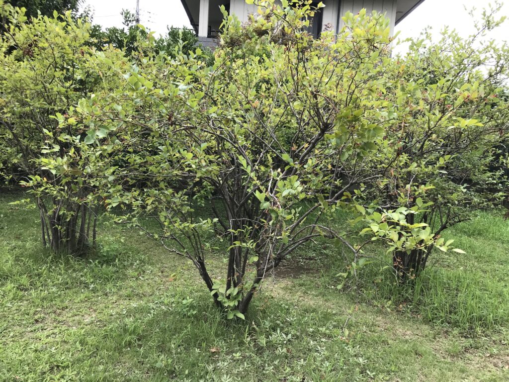 梨の花公園の梨の木