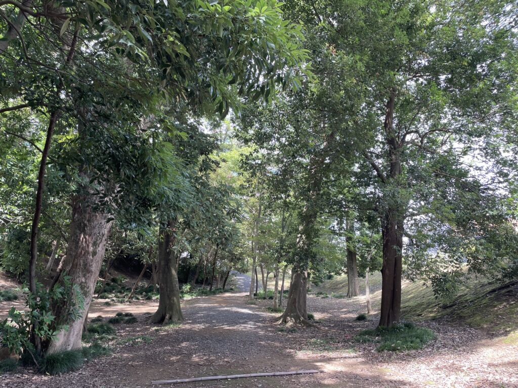 柏たなか緑地の緑地の中2