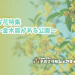 お花特集〜金木犀がある公園〜のアイキャッチ