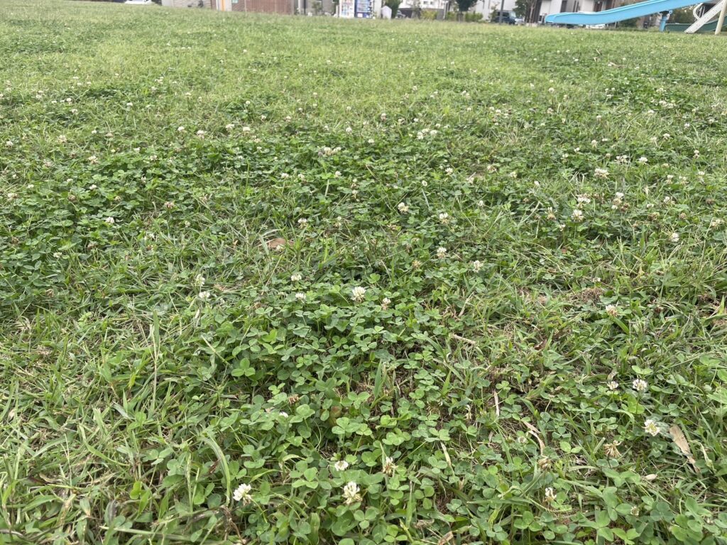 柏たなか北公園のシロツメクサ