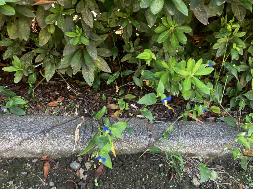 足柄第一公園の花