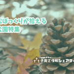 松ぼっくりが拾える公園特集のアイキャッチ