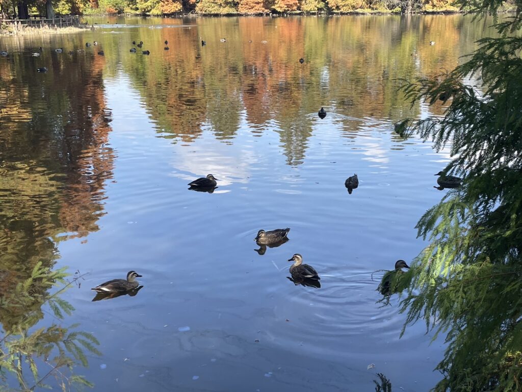 柏ビレジ水辺の公園・柏ビレジ第五公園のカルガモ