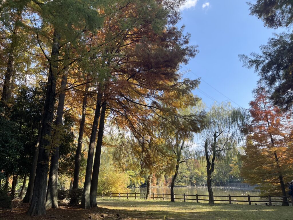 柏ビレジ水辺の公園・柏ビレジ第五公園の一角