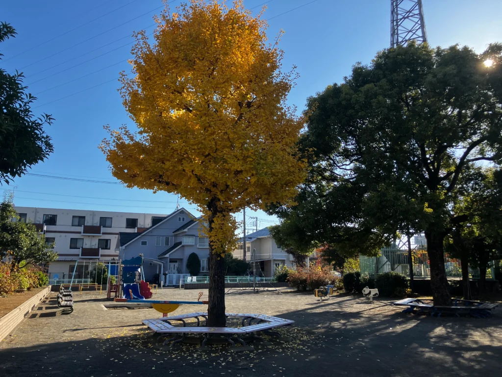 豊岡公園のいちょう