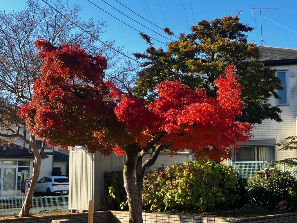 豊岡公園のもみじ