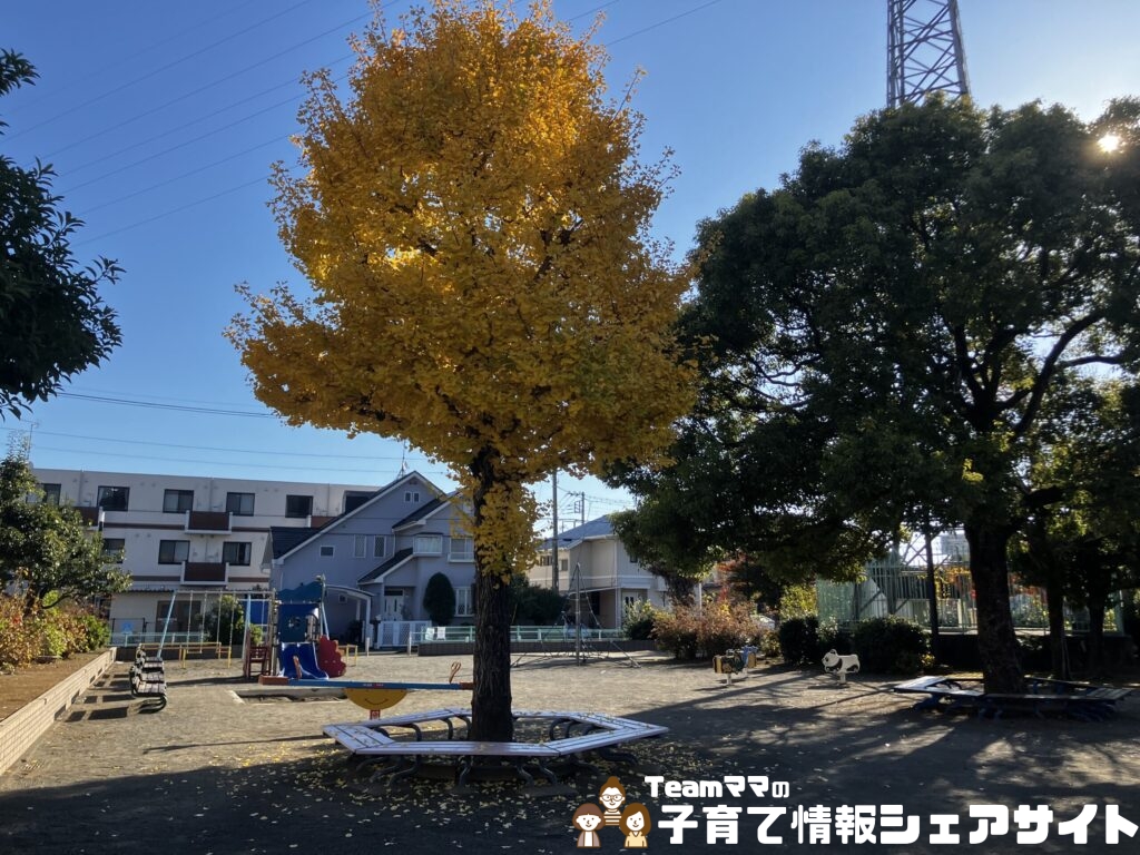 豊岡公園のいちょう