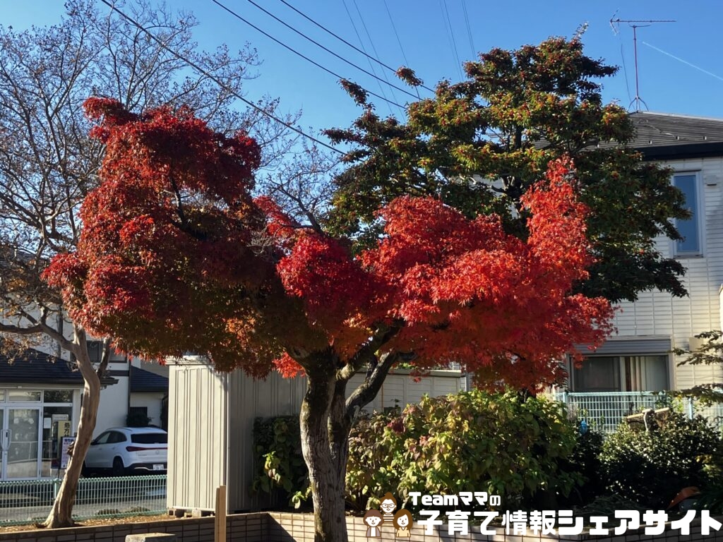 豊岡公園のもみじ