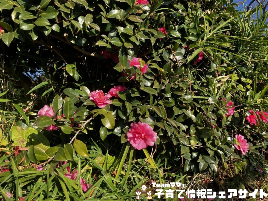 板橋公園のサザンカ