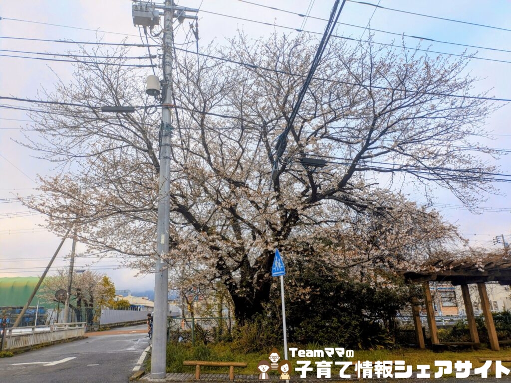 小八幡第一公園の近くの桜