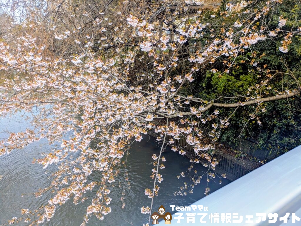 小八幡第一公園の川沿いの桜
