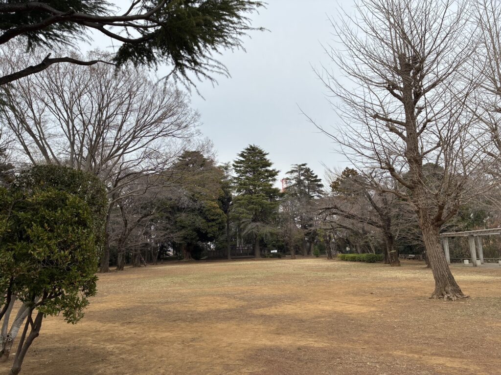 柏公園の芝生の広場