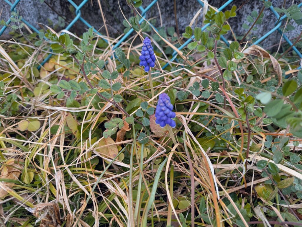 矢作公園のムスカリ