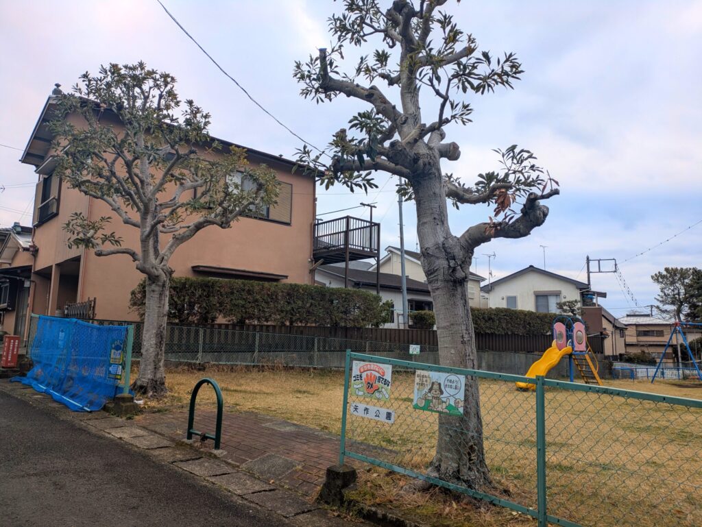 矢作公園の入口の大きな木