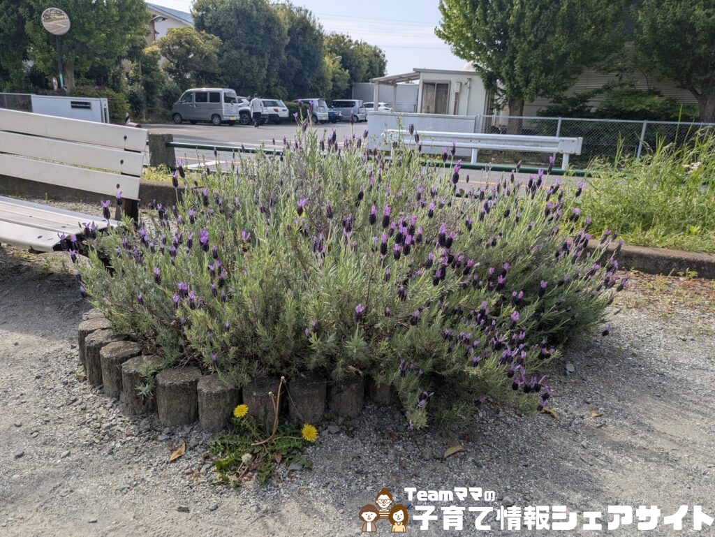田島第一公園のフレンチラベンダー