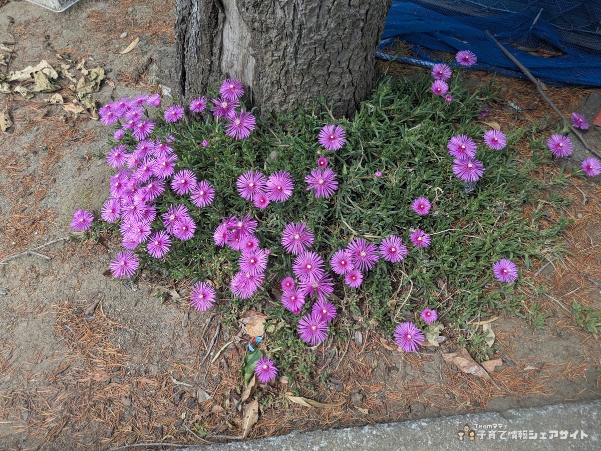 成田公園に咲くマツバギク