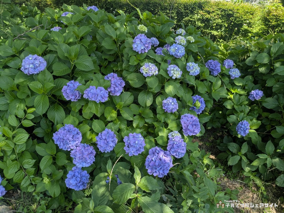 八反田公園で咲く青紫色のあじさい